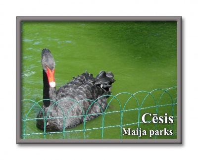 Cesis May Park 4333M