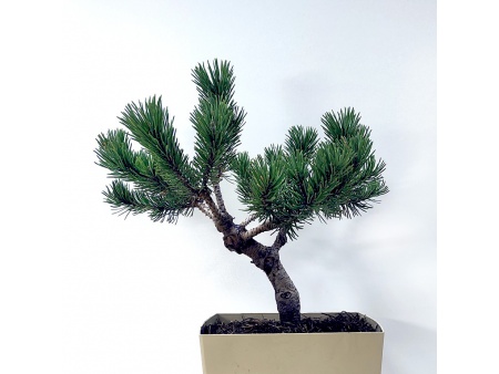 Mountain pine bonsai