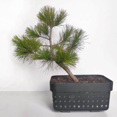 Macedonian pine, Ref. 2313