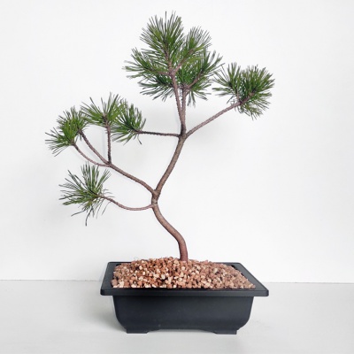 Japanese white pine, Ref. 2315
