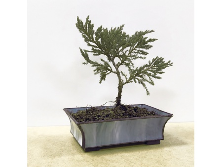 Juniper bonsai