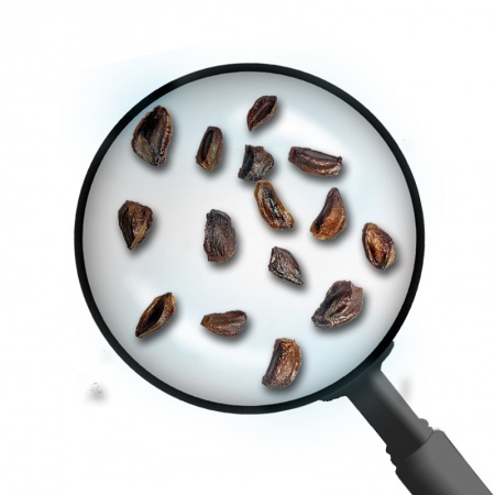 Cryptomeria seeds