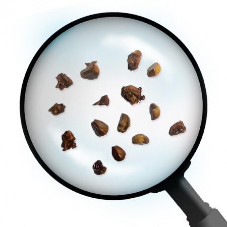 Firethorn seeds