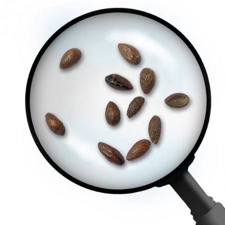 Barberry seeds