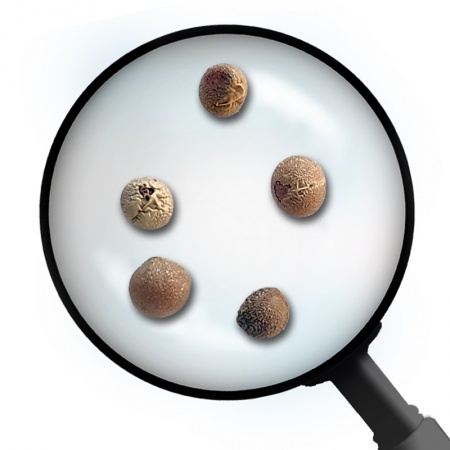 Dracaena seeds
