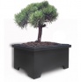 8200-300. Bonsai prezentācijas kaste