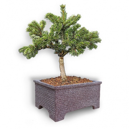 Nordmann fir bonsai, Ref. 2310
