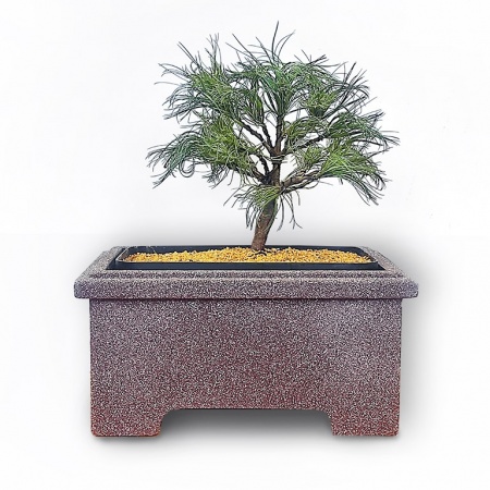 Eastern White Pine bonsai, Ref. 2330
