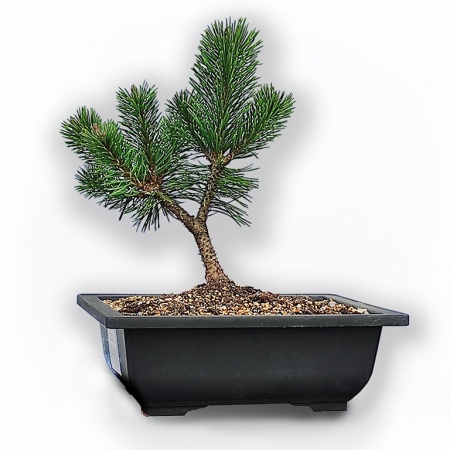 Mugo Pine bonsai, Ref 2332