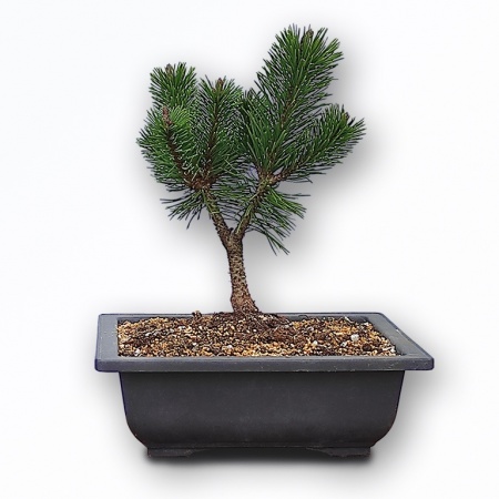 Mugo Pine bonsai, Ref 2333