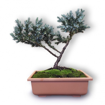 Bonsai Zvīņainais kadiķis, Ref. 2334