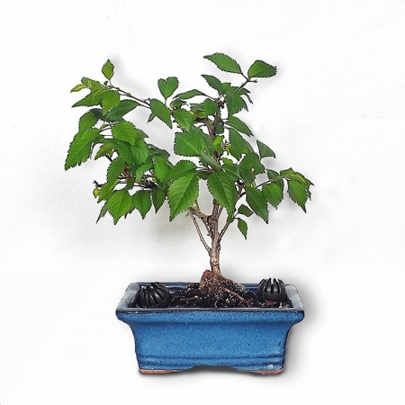 Bonsai sakura, Ref. 2470