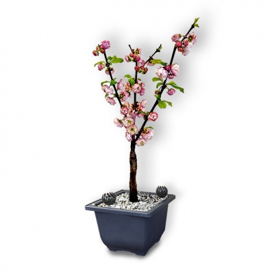 Bonsai Mandele, Ref. 2823