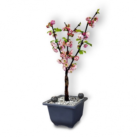 Bonsai Mandele, Ref. 2823