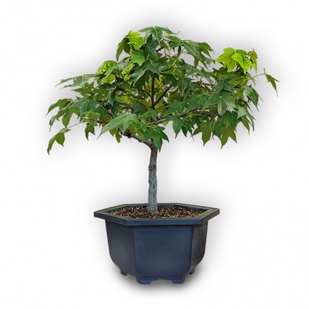 Bonsai ambraskoks, Ref. 2481
