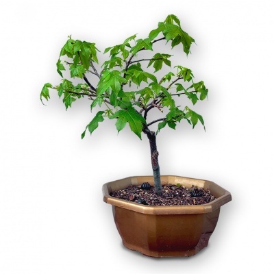 Liquidambar bonsai, Ref. 2481