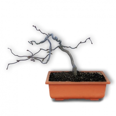 Bonsai lazda, Ref. 2825