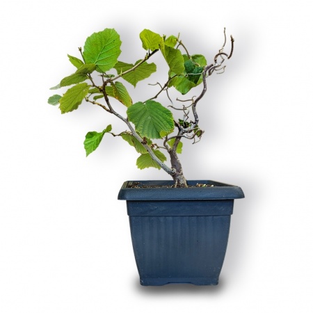 Bonsai lazda, Ref. 2834