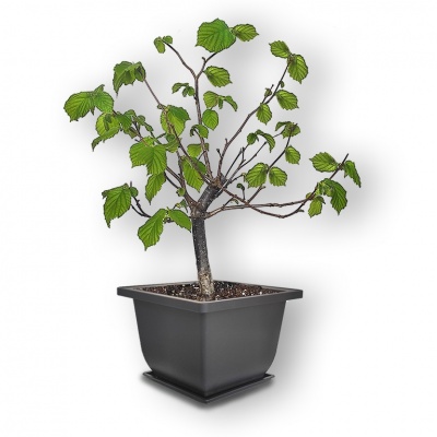 Bonsai lazda, Ref. 2824