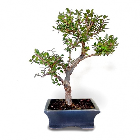 Bonsai Robotais īlekss, Ref. 2842