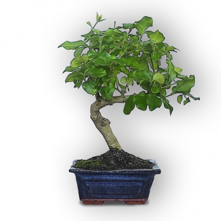 Bonsai ligustrs, Ref. 2840