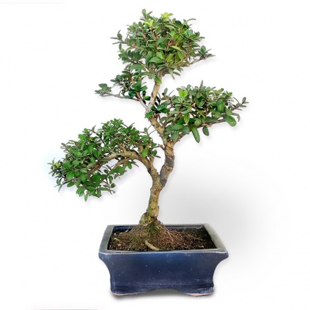 Bonsai Robotais īlekss, Ref. 2843