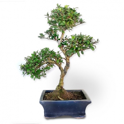 Bonsai Robotais īlekss, Ref. 2843