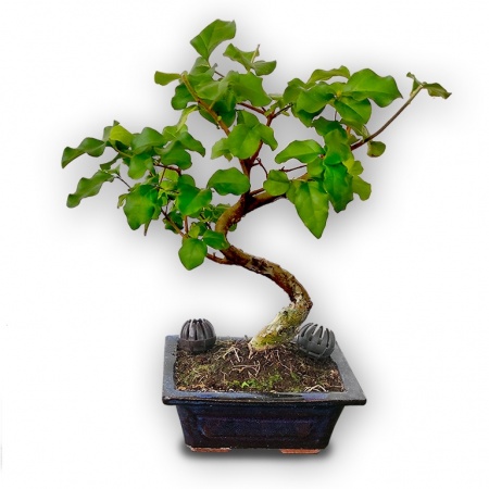 Bonsai ligustrs, Ref. 2841