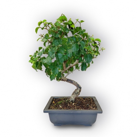 Bonsai ligustrs, Ref. 2841