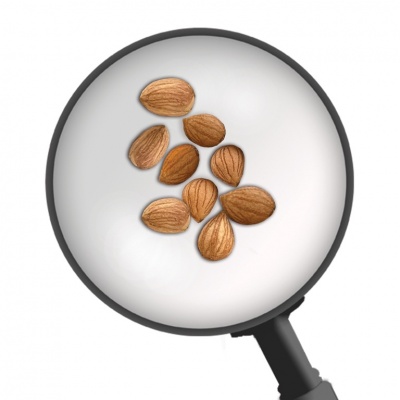 Cherry seeds for bonsai, Ref. 5702