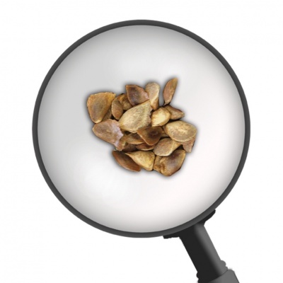 Larch seeds for bonsai, Ref. 5708