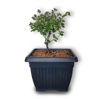 Klintenes bonsai, Ref. 2850