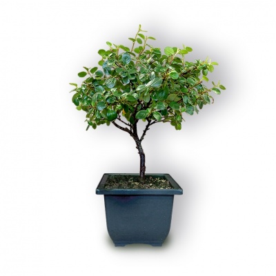 Cotoneaster bonsai, Ref. 2850