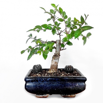 Chinese elm, Ref. 2321