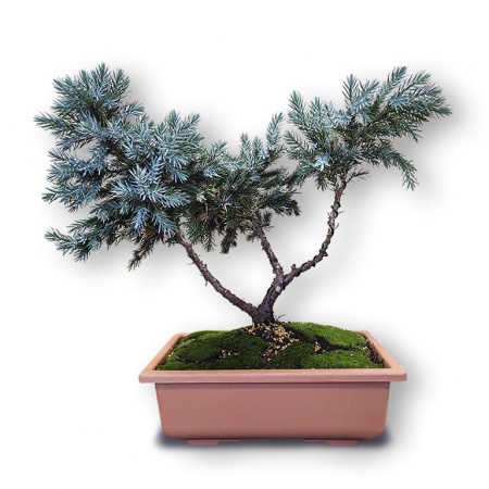 Bonsai Zvīņainais kadiķis, Ref. 2336