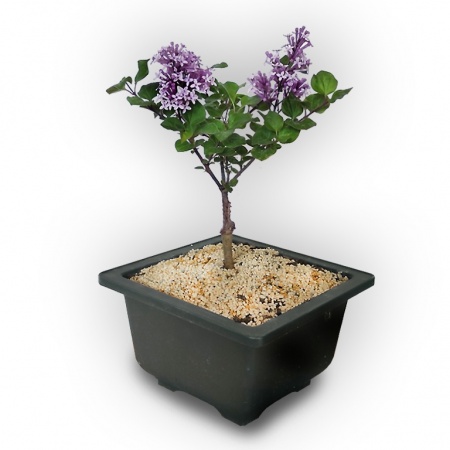 Bonsai Ceriņš, Ref. 2849