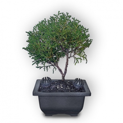 Tūjas bonsai, Ref. 2852