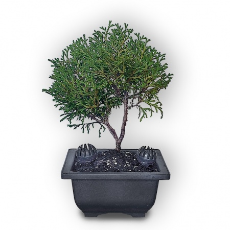 Tūjas bonsai, Ref. 2852