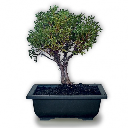 Tūjas bonsai, Ref. 2854