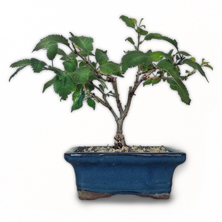 Sakura bonsai, Ref. 2465