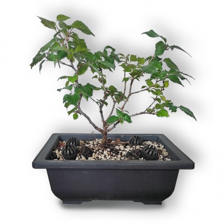 Sakura bonsai, Ref. 2476