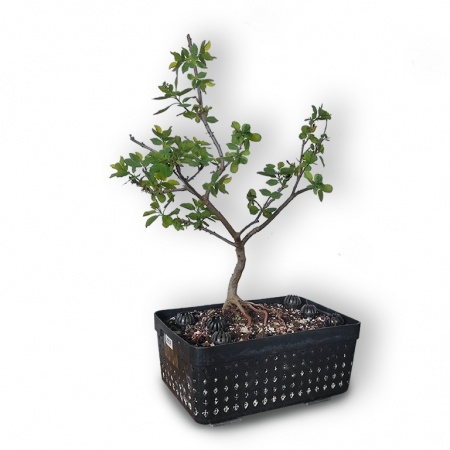 Parūkkoks bonsai, Ref. 2858