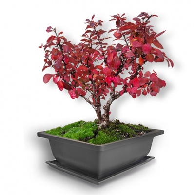 Bārbele bonsai, Ref. 2421