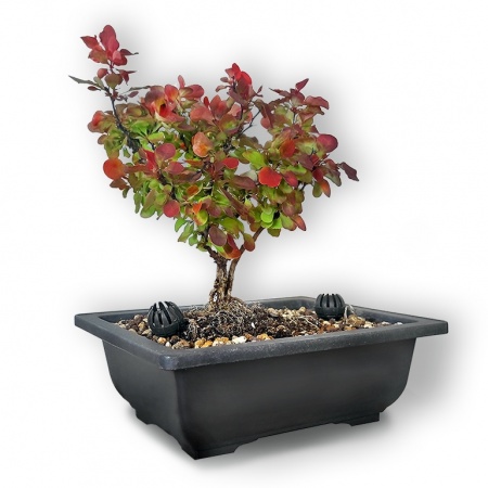 Bārbele bonsai, Ref. 2421