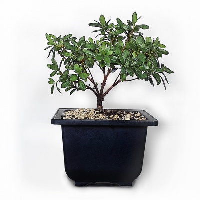 Japanese Azalea, Ref. 2869