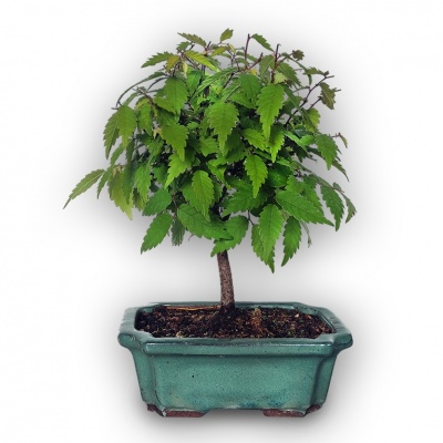 Japanese Grey-bark Elm, Ref. 2870