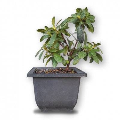 Japanese Azalea, Ref. 2877