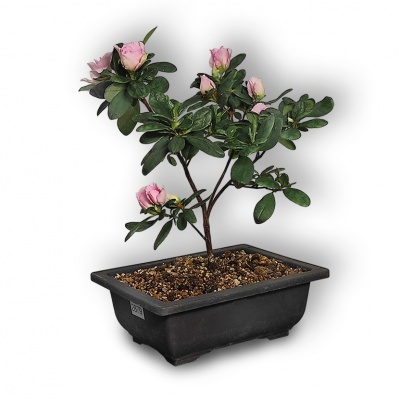 Japanese Azalea, Ref. 2879