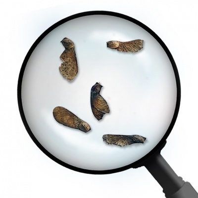 Maple bonsai seeds, Ref. 5709