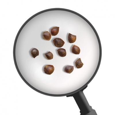 Mimosa bonsai seeds, Ref. 5710